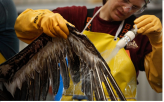 Cleaning Pelicans in Louisiana                                                                      